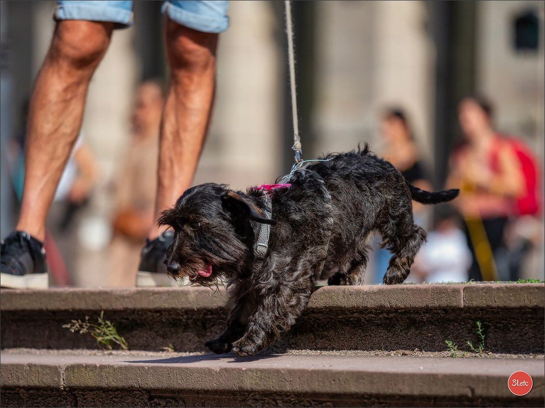 Teckels Parade Strasbourgeoise  Vous pouvez voir le galerie de photos. Photographe à Strasbourg | Portraits, Studio, Enfants, Événements