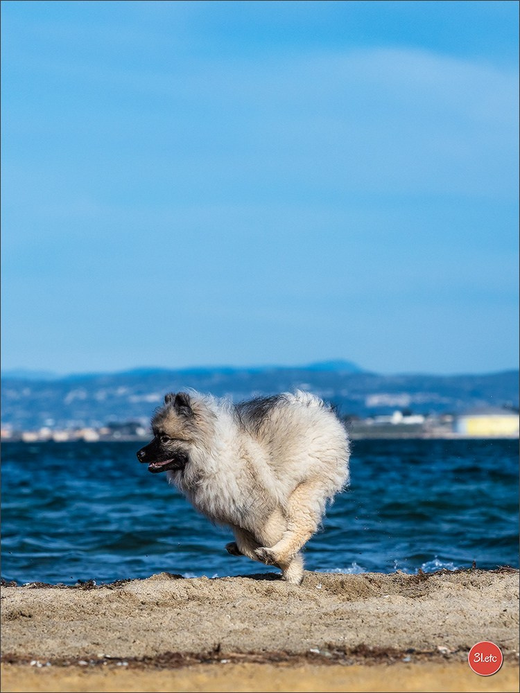 Expo canine 🇫🇷 Martigues  19-20/04/2025. Photographe à Strasbourg | Portraits, Studio, Enfants, Événements