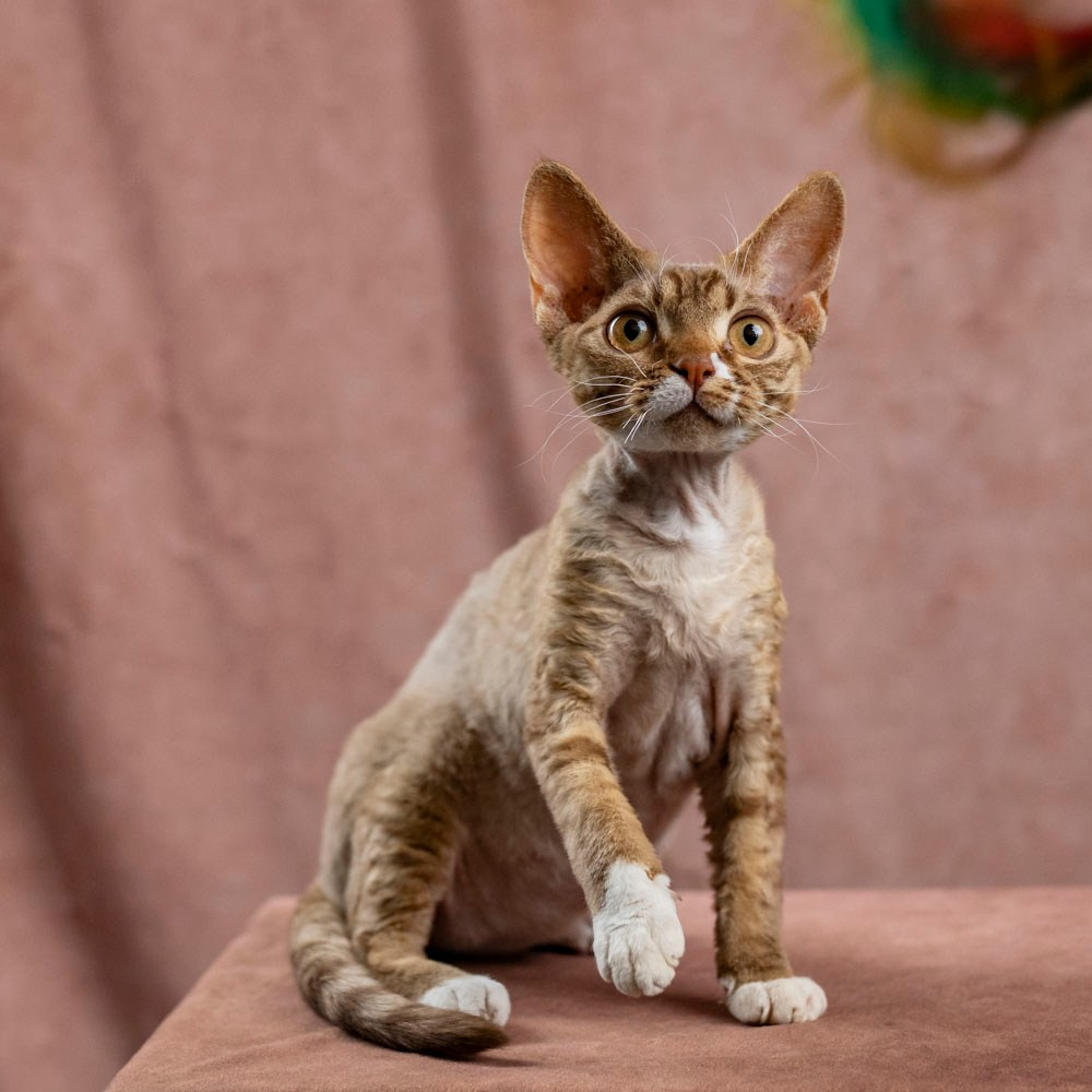 Yasia. Devon Rex Pixie Cattery