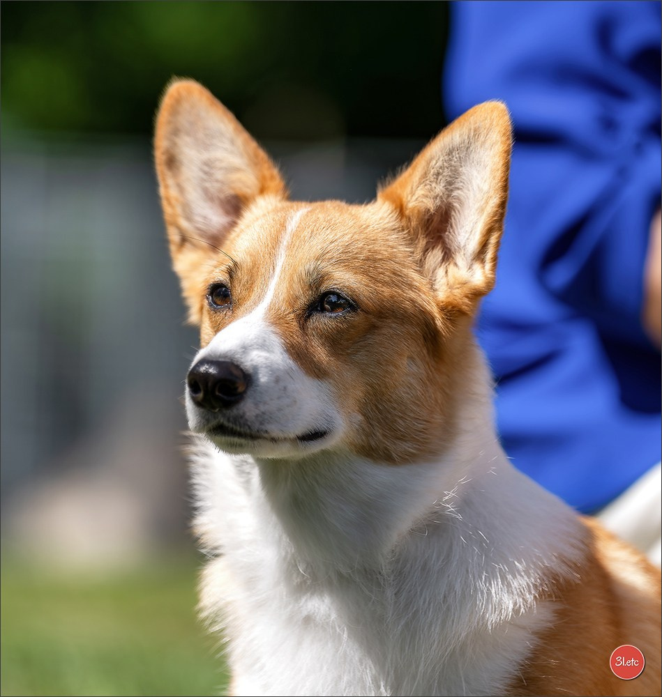🇫🇷  CHARTRES  🇫🇷  2026  🇫🇷  Exposition Canine Nationale - Château des Boulard
