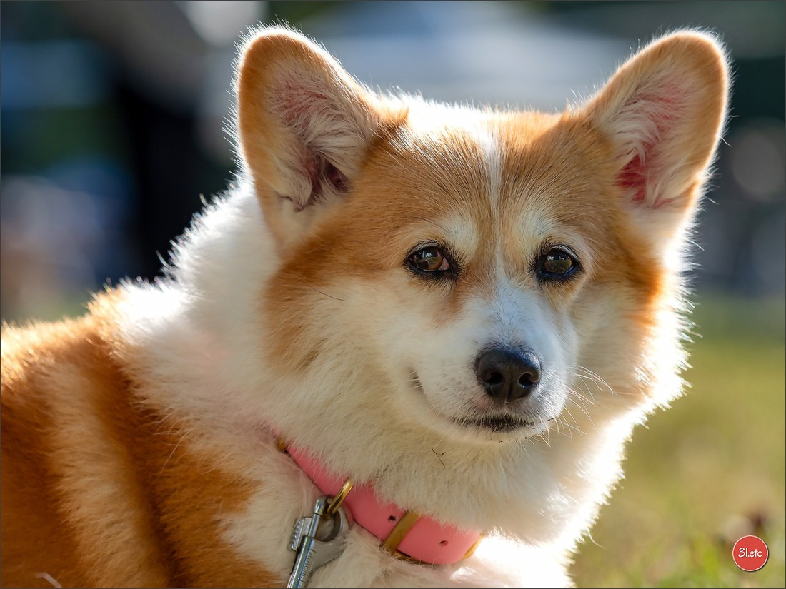 🇫🇷 Romorantin - Exposition Canine Nationale. Photographe à Strasbourg | Portraits, Studio, Enfants, Événements