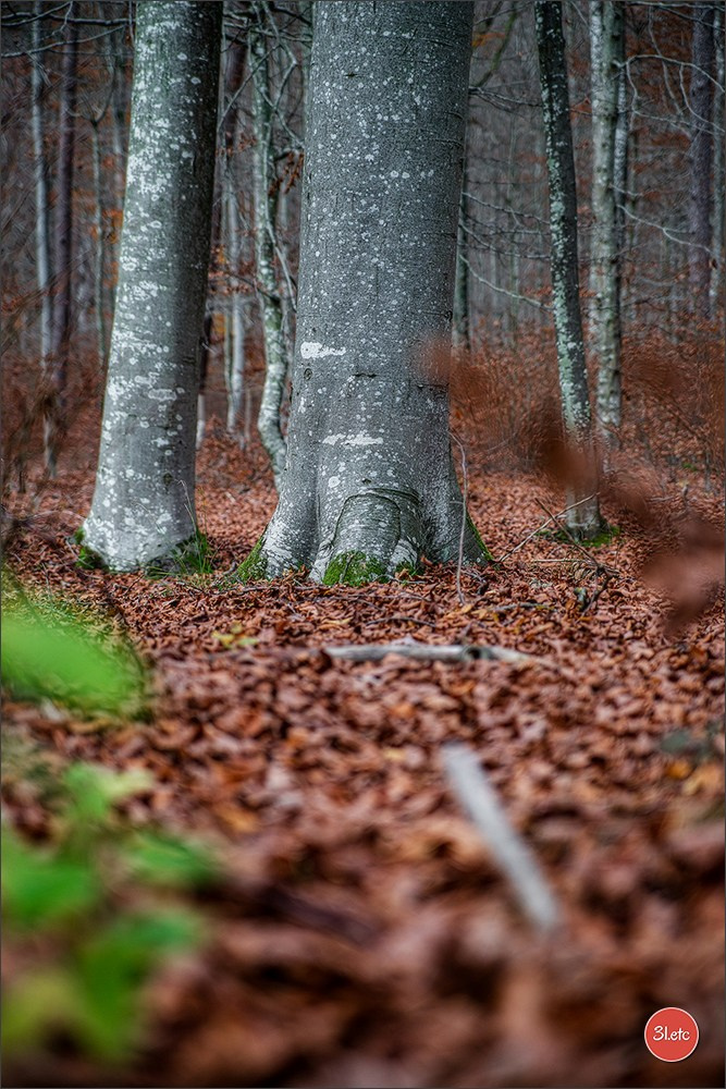 Rocher du Pfaffenlapp. Photographe à Strasbourg | Portraits, Studio, Enfants, Événements