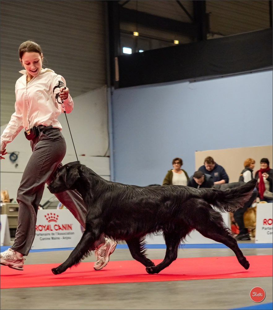 🇫🇷  Angers  🇫🇷  Expo canine  21-22/03/2026. Photographe à Strasbourg | Portraits, Studio, Enfants, Événements