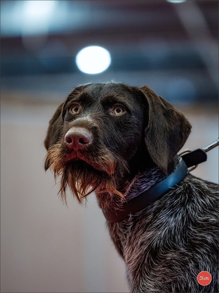 Expo canine  🇫🇷  Metz 08-09/11/2025. Photographe à Strasbourg | Portraits, Studio, Enfants, Événements