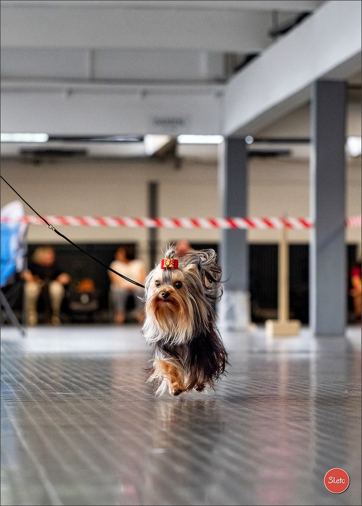 Dog Show Ludwigshafen  🇩🇪  16-17/08/2025. Photographe à Strasbourg | Portraits, Studio, Enfants, Événements