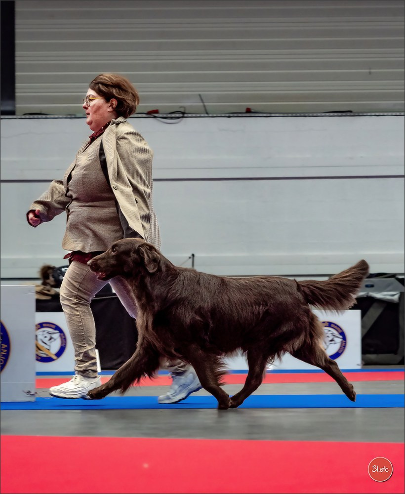 🇫🇷  Angers  🇫🇷  Expo canine  21-22/03/2026. Photographe à Strasbourg | Portraits, Studio, Enfants, Événements