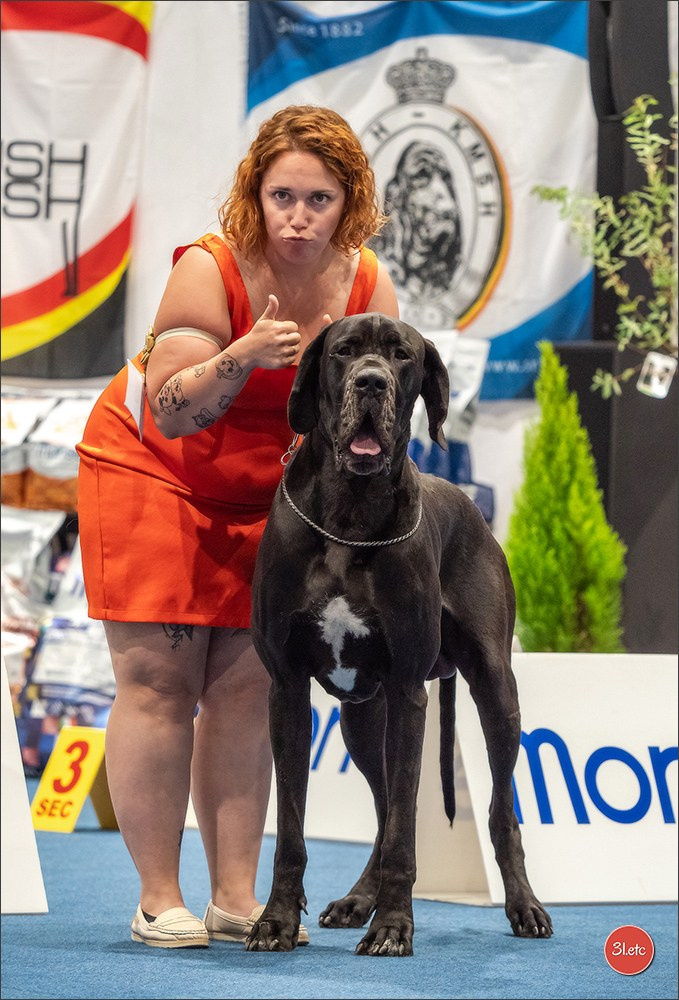 Dog Show Liege 🇧🇪 19-29/07/2025. Photographe à Strasbourg | Portraits, Studio, Enfants, Événements