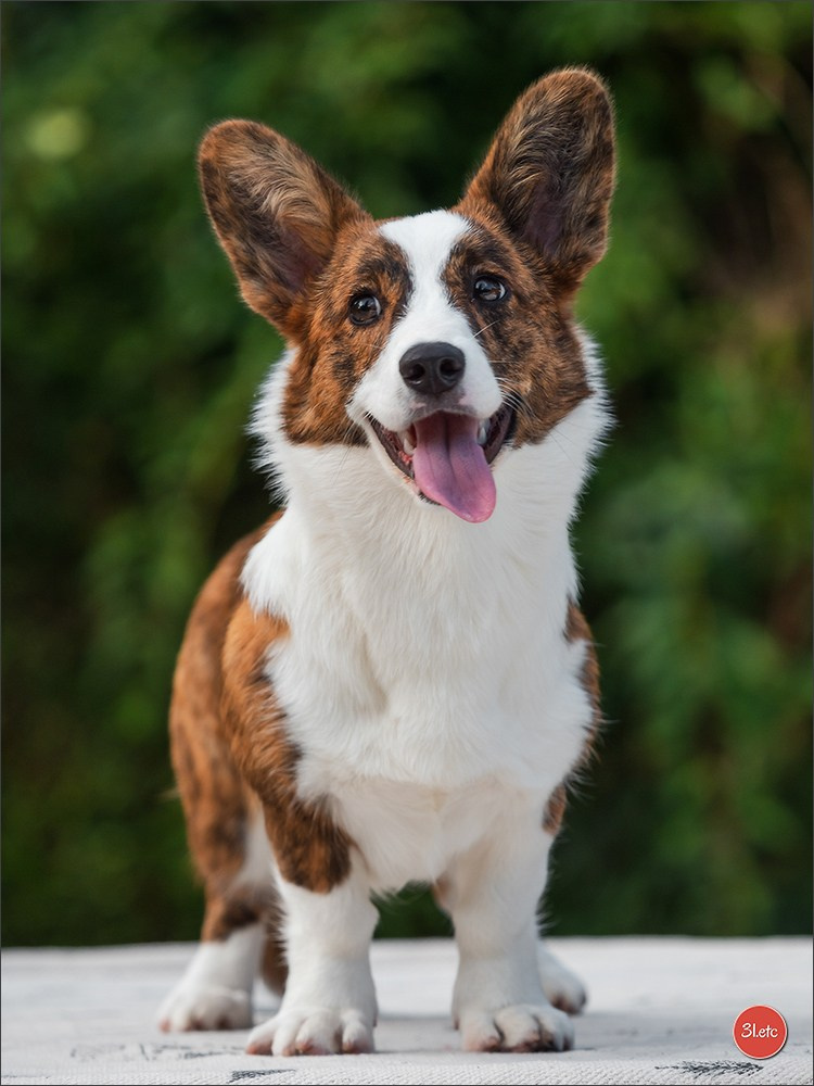 Photographie animalière. Photographe à Strasbourg | Portraits, Studio, Enfants, Événements
