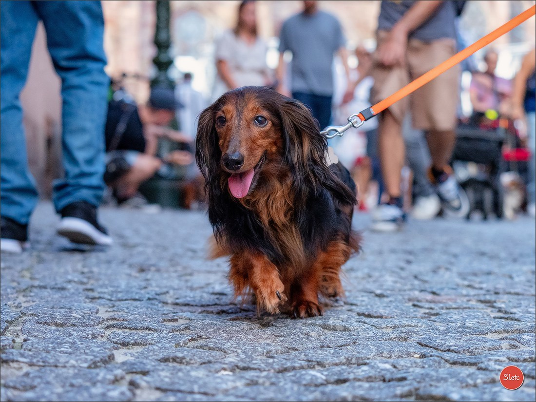 Teckels Parade Strasbourgeoise  Vous pouvez voir le galerie de photos. Photographe à Strasbourg | Portraits, Studio, Enfants, Événements