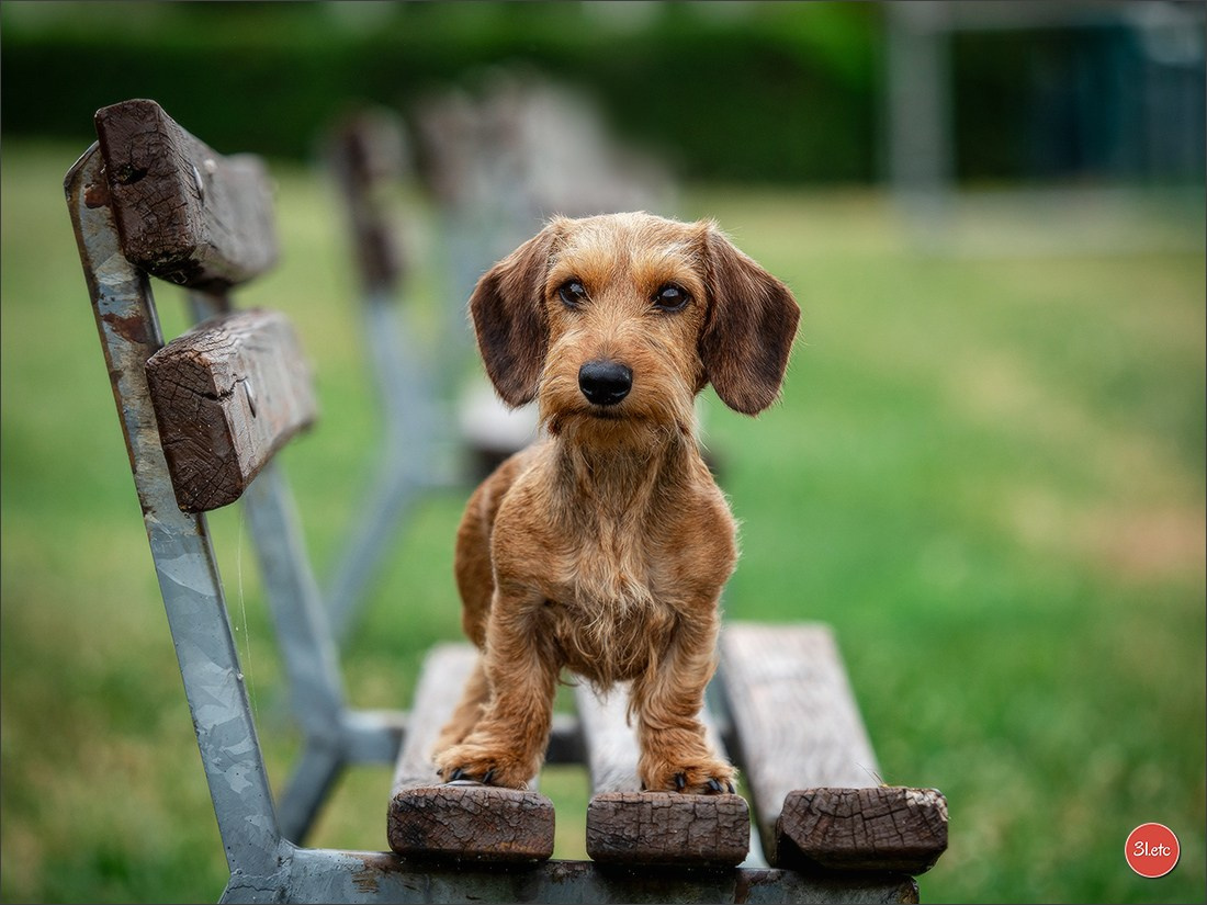 Expo canine (Teckel) Strasbourg Hoerdt  🇫🇷  5-6/07/2025. Photographe à Strasbourg | Portraits, Studio, Enfants, Événements