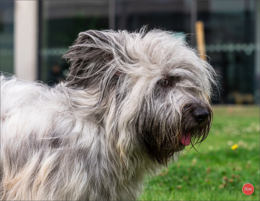 Exposition Canine à Karlsruhe 28-29/09/2024. Photographe à Strasbourg | Portraits, Studio, Enfants, Événements