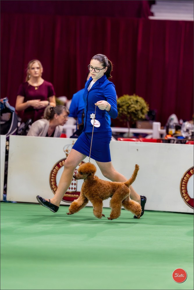 Expo canine 🇲🇨 Monaco 9-10/05/2026. Photographe à Strasbourg | Les animaux, Portraits, Studio, Événements