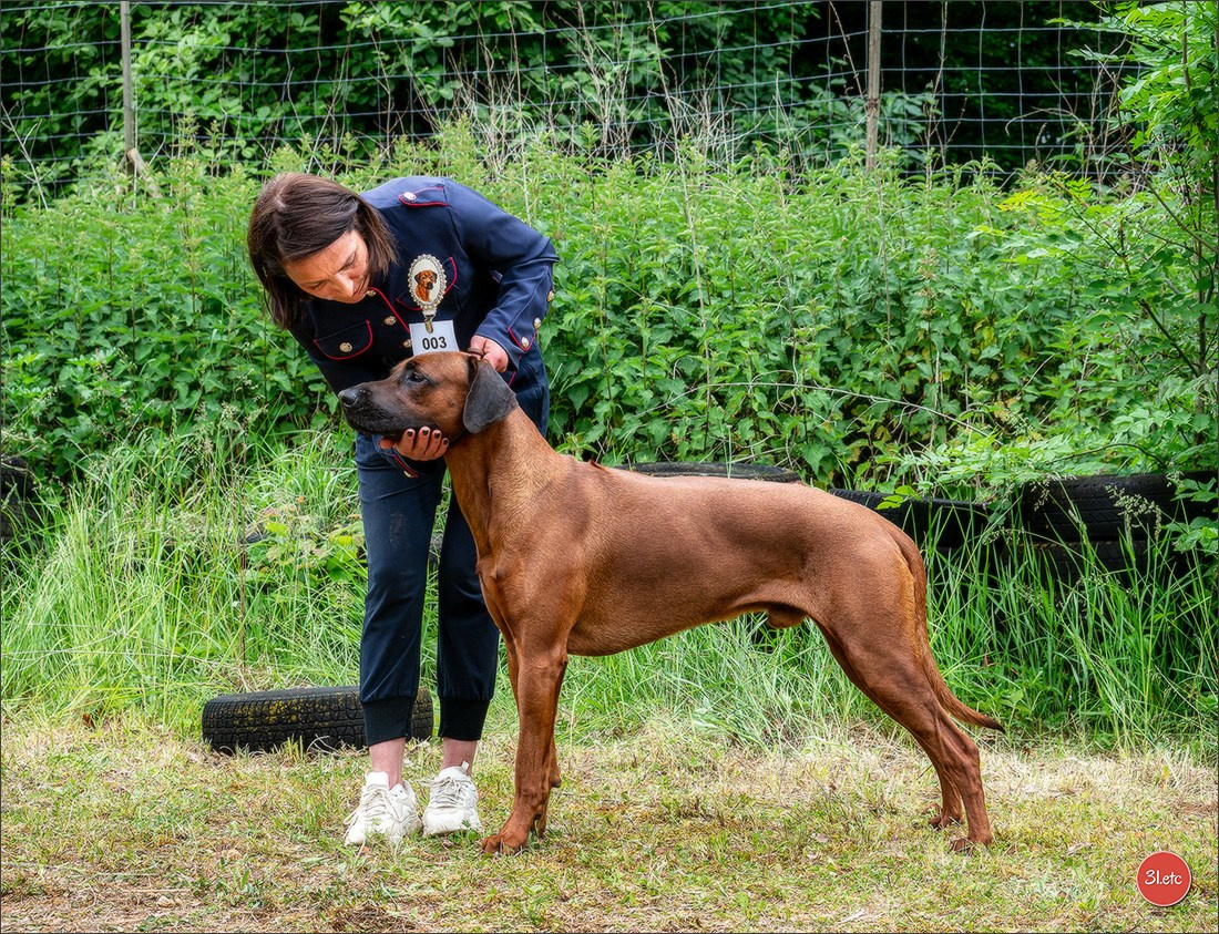 R.E. Rhodesian Ridgeback - Belleau (54) Expo canine Nancy  🇫🇷  24/05/2025. Photographe à Strasbourg | Portraits, Studio, Enfants, Événements