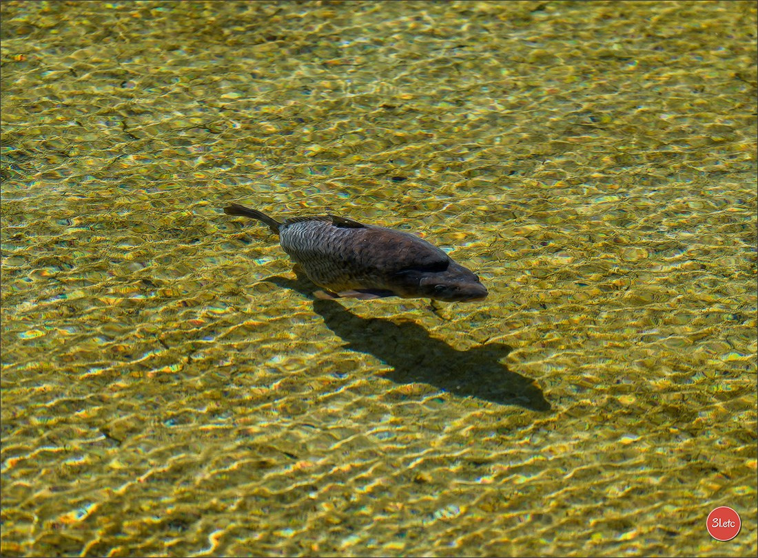 TEST ::: Sony Alpha 7 V (ILCE-7M5) 70-200mm f/2.8 GM II OSS. Photographe à Strasbourg | Portraits, Studio, Enfants, Événements