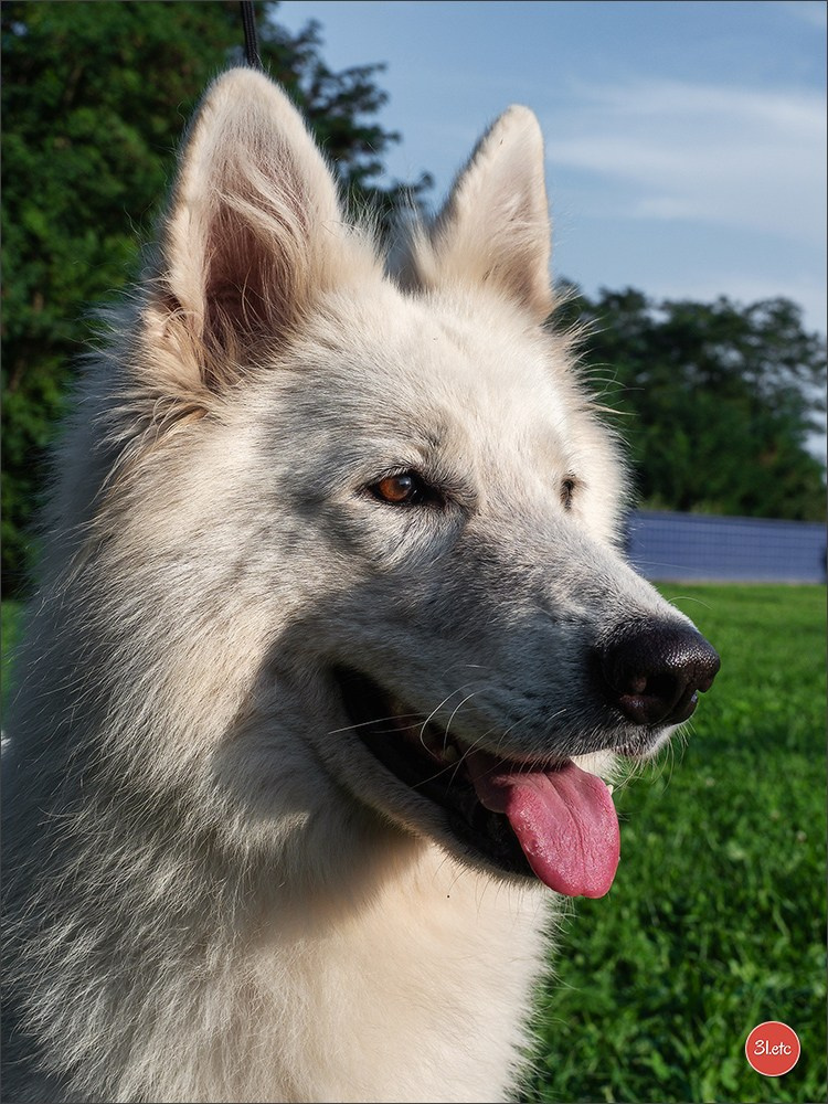 Domaine de la patte blanche. Photographe à Strasbourg | Portraits, Studio, Enfants, Événements