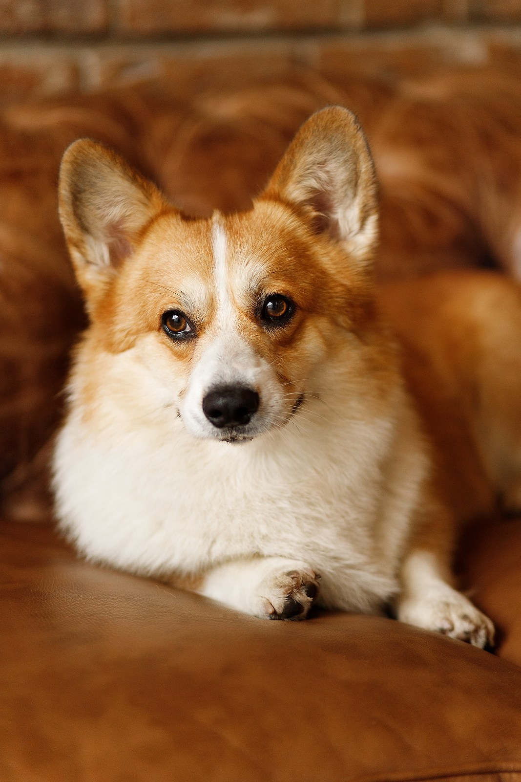 Corgis in studio, Moscow. Kaja | fotograf psów we Wrocławiu