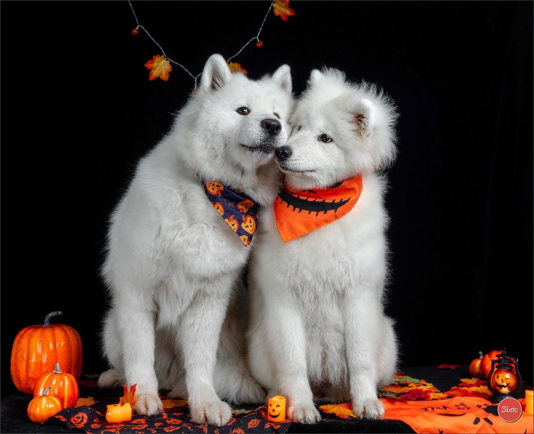 Séance photo d'Halloween dans un salon de toilettage https://pood-els.com/ à Strasbourg. Photographe à Strasbourg | Portraits, Studio, Enfants, Événements