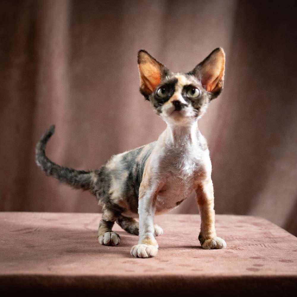 Polly, girl, born 02.11.26. Devon Rex Pixie Cattery