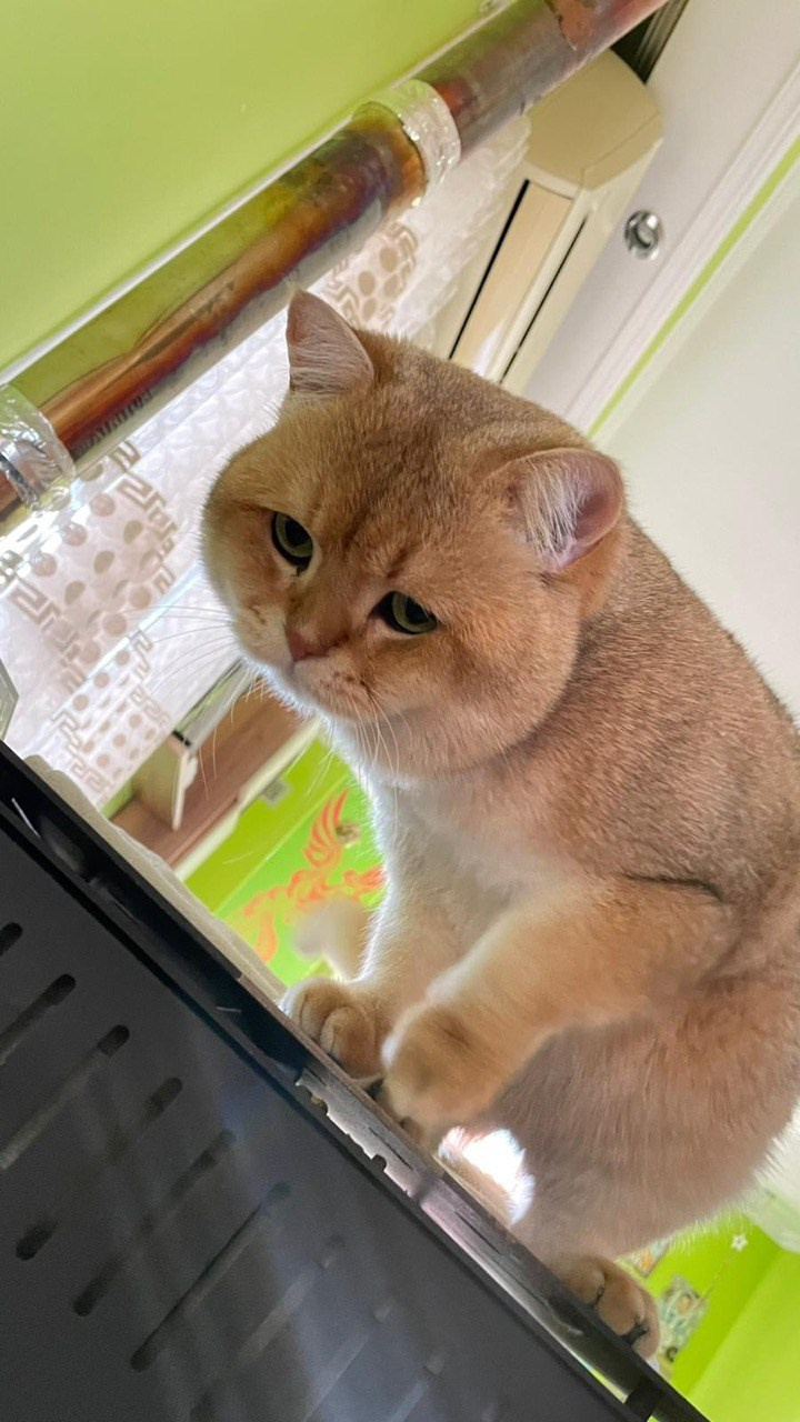 DreamCatFold — питомник шотландских кошек в Греции