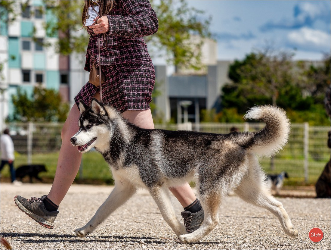Expo canine 🇫🇷 Martigues  19-20/04/2025. Photographe à Strasbourg | Portraits, Studio, Enfants, Événements