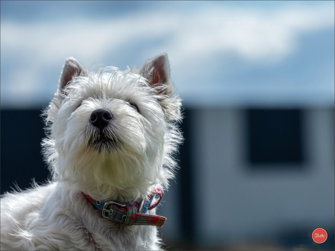 Exposition Canine à  Margny-lès-Compiègne 14-15/09/2024. Photographe à Strasbourg | Portraits, Studio, Enfants, Événements
