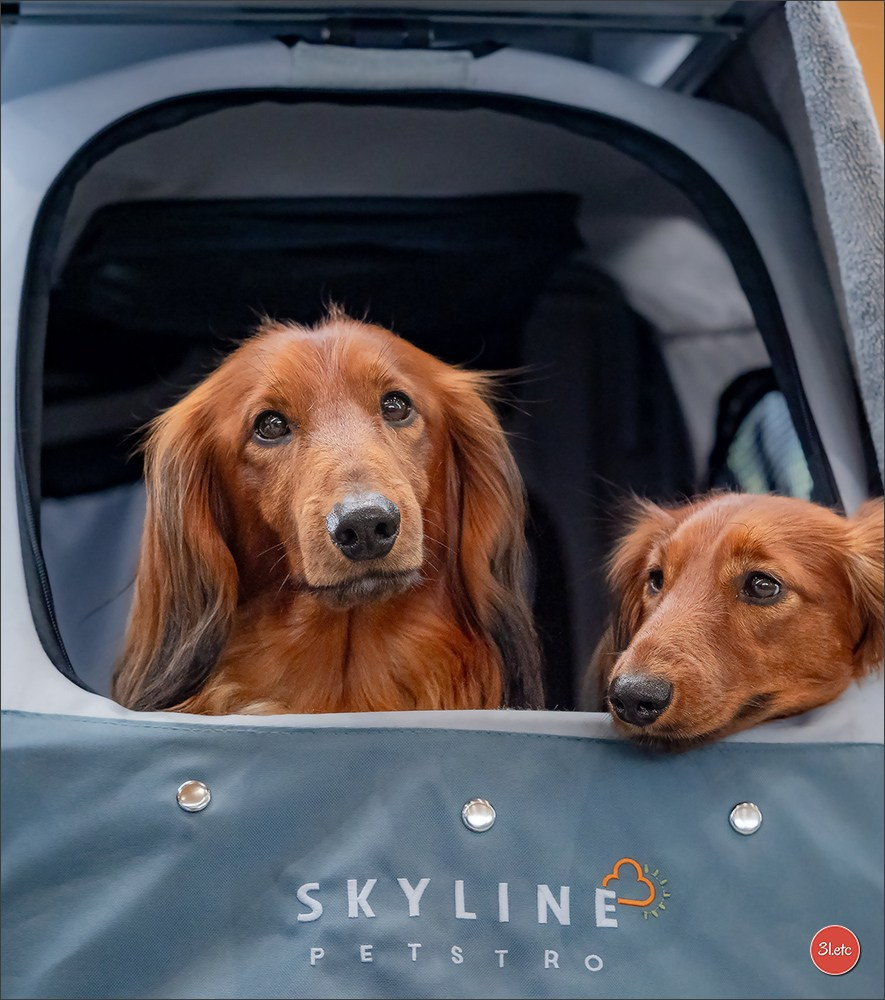 Dog Show Karlsruhe 🇩🇪  29-30/11/2025. Photographe à Strasbourg | Portraits, Studio, Enfants, Événements