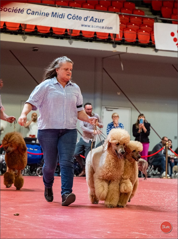 Expo canine 🇫🇷 Martigues  19-20/04/2025. Photographe à Strasbourg | Portraits, Studio, Enfants, Événements