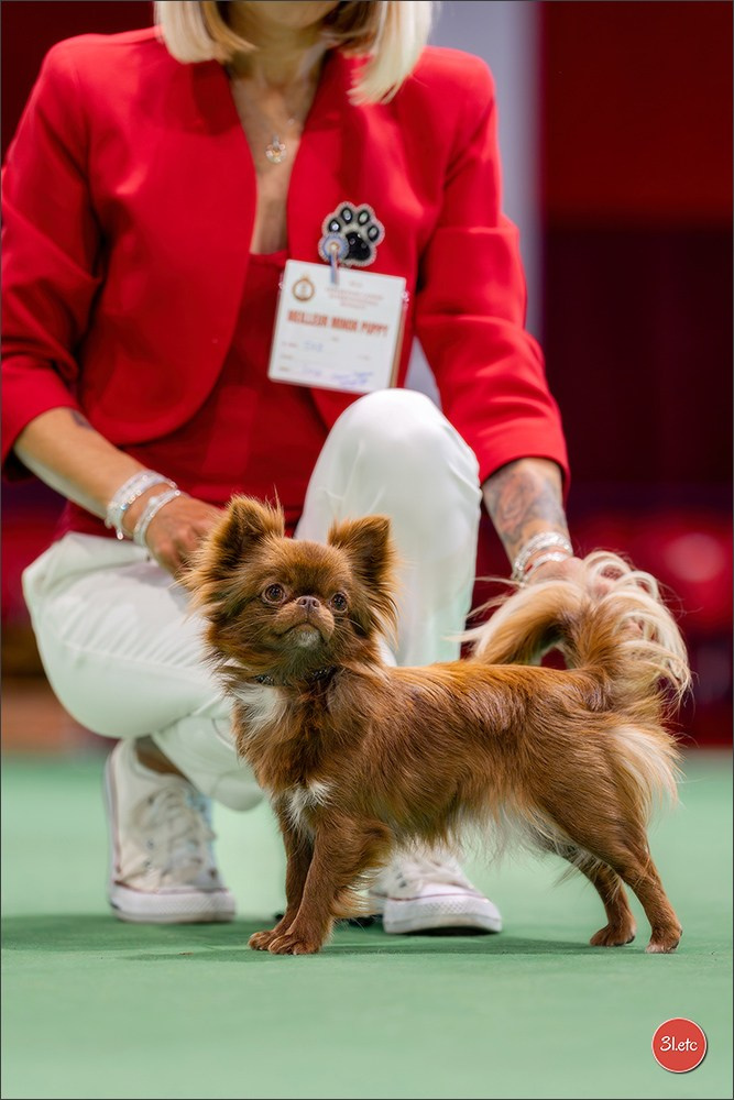 Expo canine 🇲🇨 Monaco 9-10/05/2026. Photographe à Strasbourg | Les animaux, Portraits, Studio, Événements