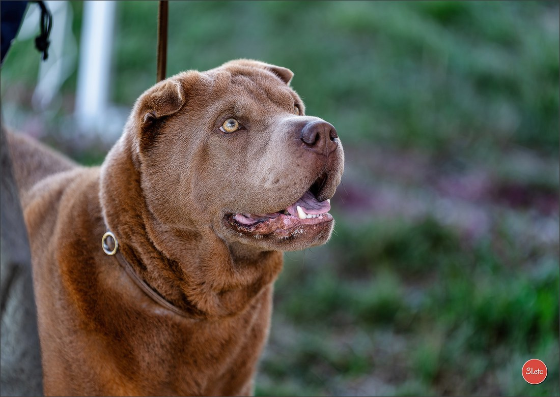Dog Show - Hallbergmoos 🇩🇪 11-12/07/2026