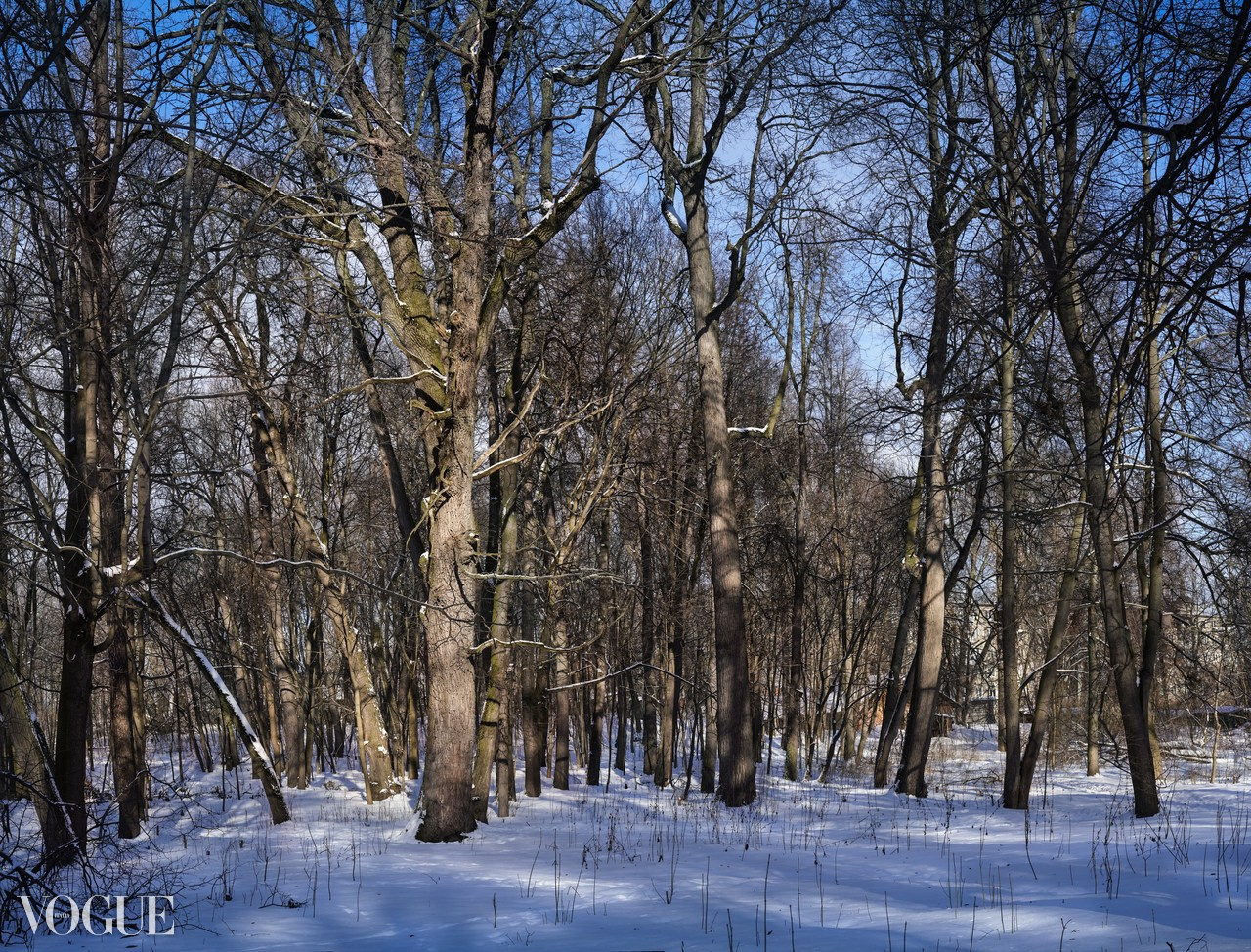 Сказка подмосковного леса. Суть фотографии в стиле изобразительного искусства