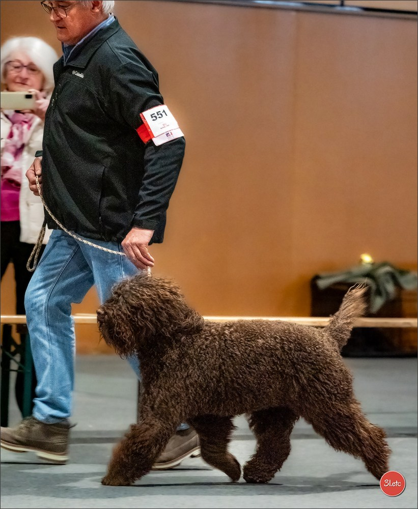 Expo canine 🇫🇷 Angers 22-23/03/2025. Photographe à Strasbourg | Portraits, Studio, Enfants, Événements