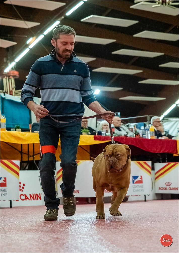 🇫🇷Exposition Canine Internationale de Perpignan. Photographe à Strasbourg | Portraits, Studio, Enfants, Événements