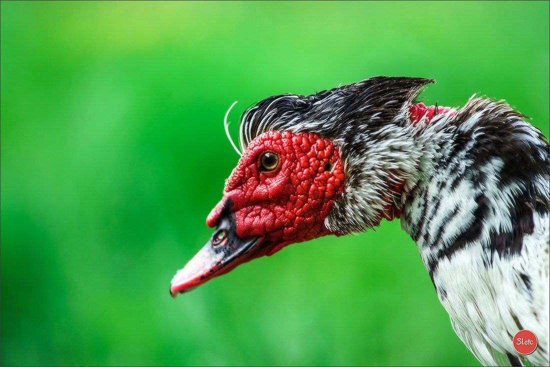 Photographie animalière. Photographe à Strasbourg | Portraits, Studio, Enfants, Événements