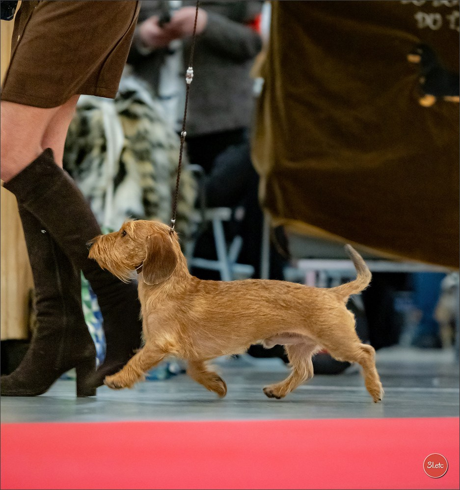 PDS  🇫🇷  Paris Dog Show  🇫🇷  Expo canine  10-11/01/2026. Photographe à Strasbourg | Portraits, Studio, Enfants, Événements