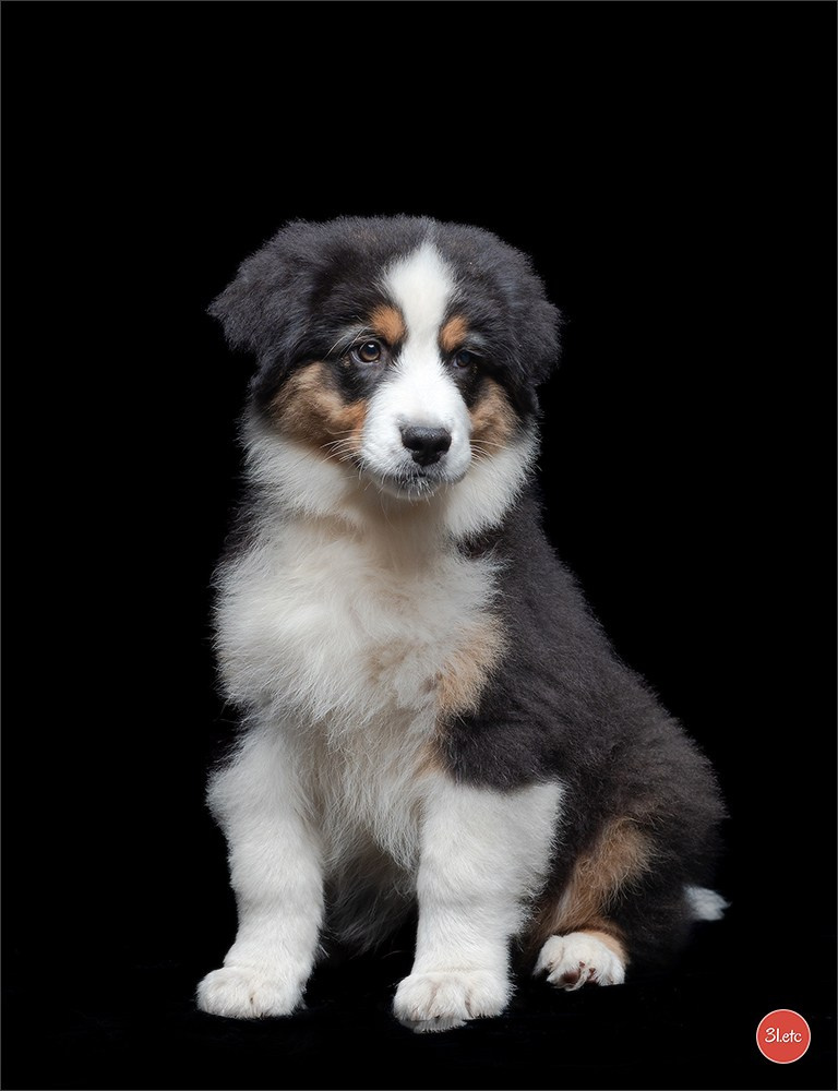 Domaine de la patte blanche. Photographe à Strasbourg | Portraits, Studio, Enfants, Événements