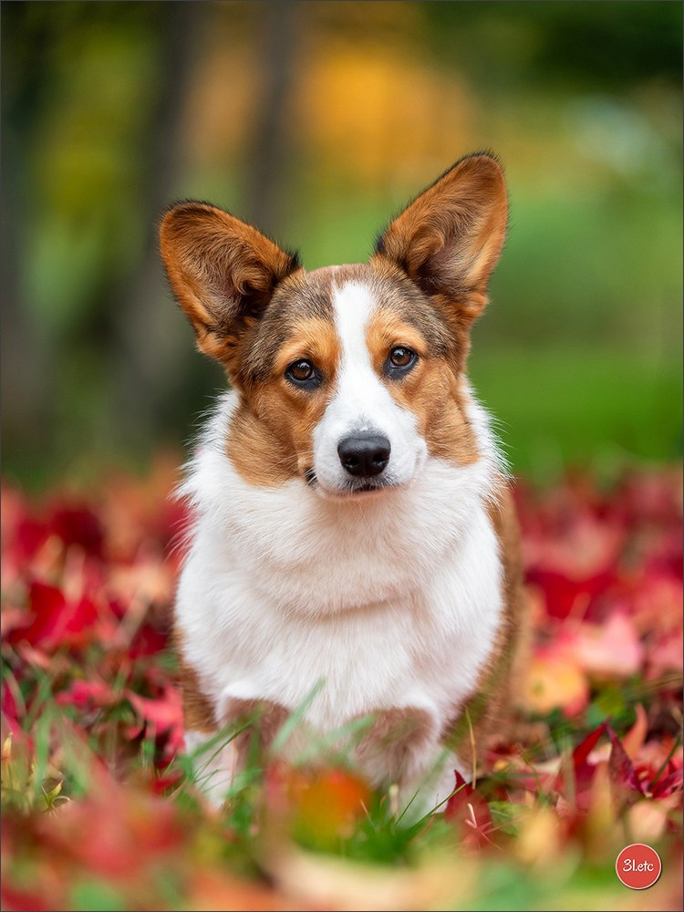 Photographie animalière. Photographe à Strasbourg | Portraits, Studio, Enfants, Événements
