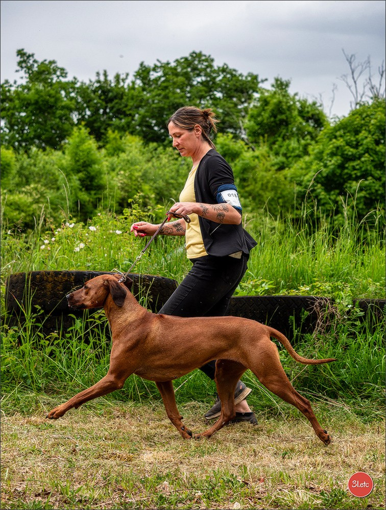 R.E. Rhodesian Ridgeback - Belleau (54) Expo canine Nancy  🇫🇷  24/05/2025. Photographe à Strasbourg | Portraits, Studio, Enfants, Événements