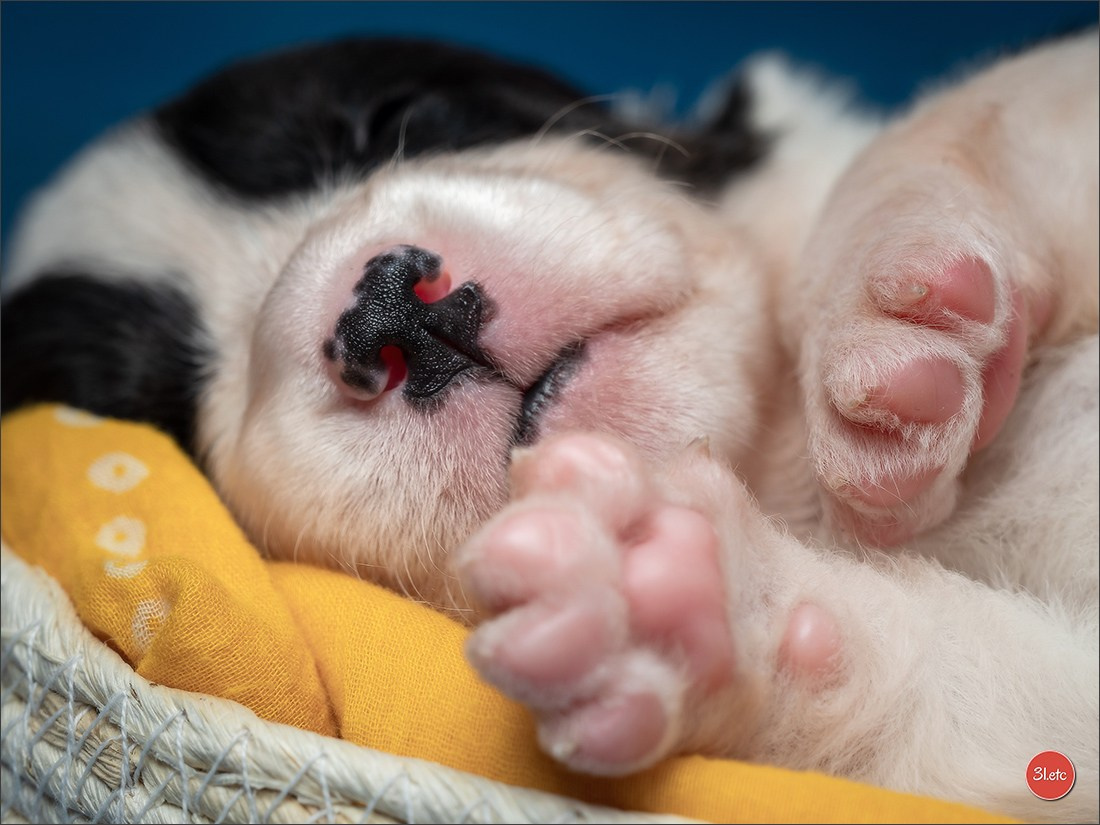 Photographie animalière. Photographe à Strasbourg | Portraits, Studio, Enfants, Événements