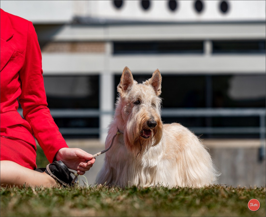 Dog Show Ludwigshafen  🇩🇪  16-17/08/2025. Photographe à Strasbourg | Portraits, Studio, Enfants, Événements