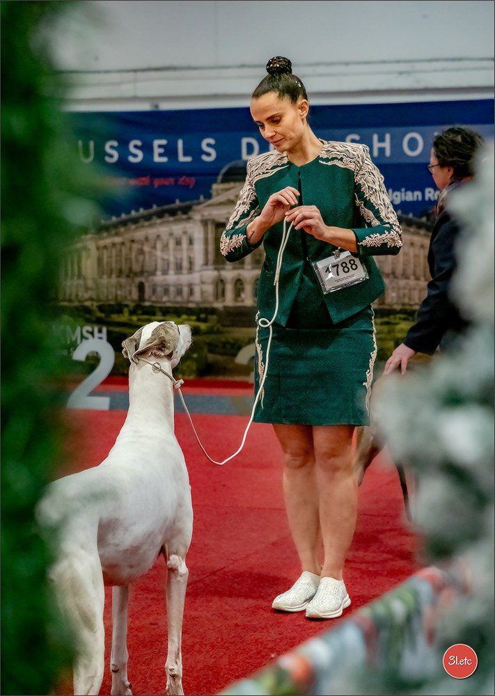 13-14.12.2025   🇧🇪   Brussels Dog Show. Photographe à Strasbourg | Portraits, Studio, Enfants, Événements