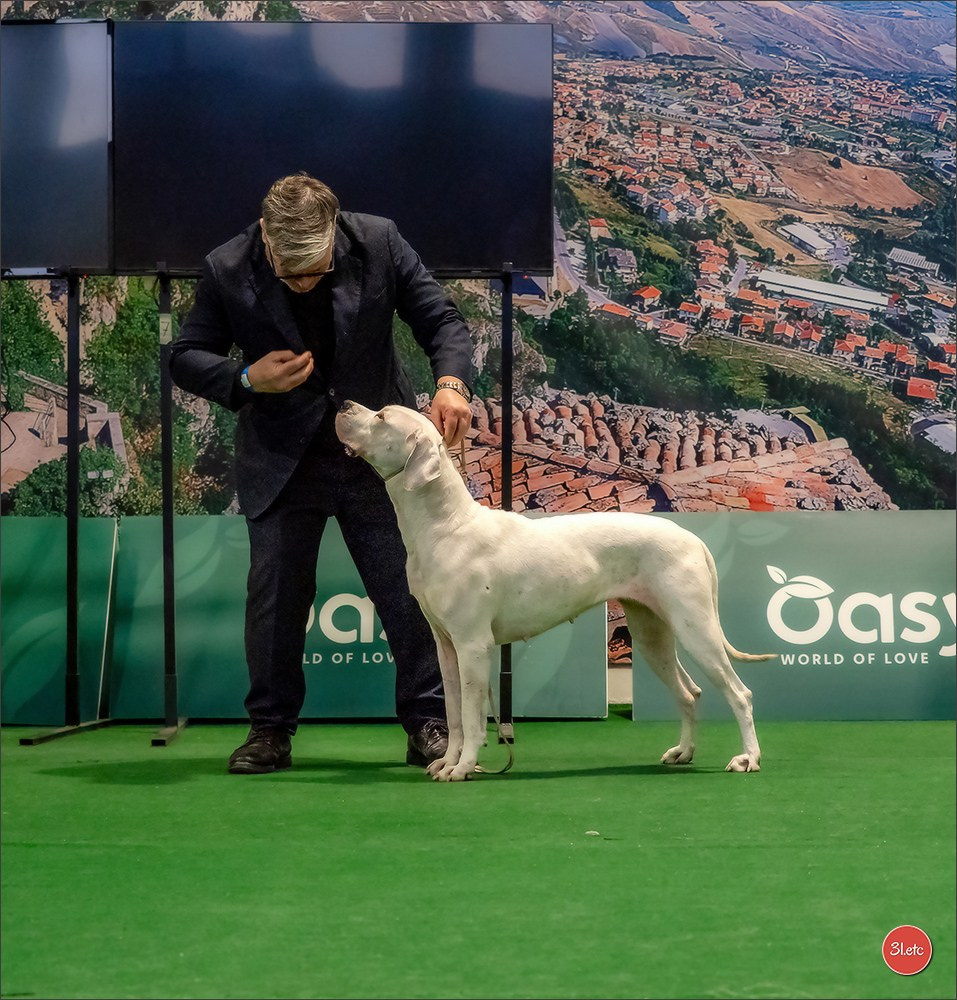 Dog Show  🇮🇹  San Marino. Photographe à Strasbourg | Portraits, Studio, Enfants, Événements