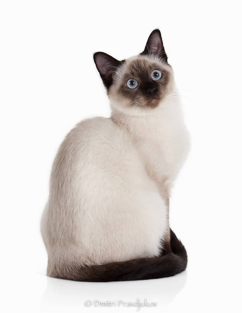 LEMMIKLOOMADE PILDISTAMINE