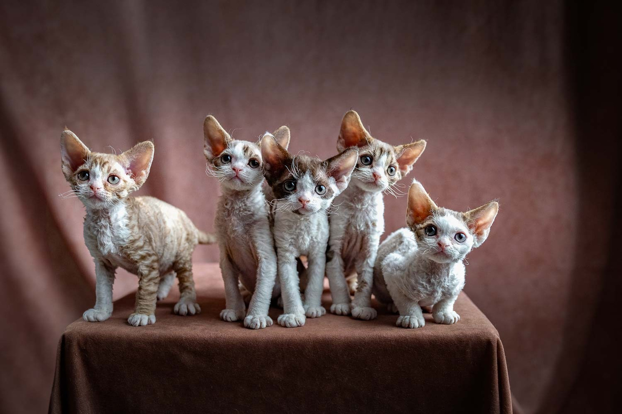 Devon Rex Pixie Cattery