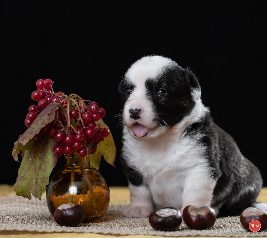 Photographie animalière. Photographe à Strasbourg | Portraits, Studio, Enfants, Événements