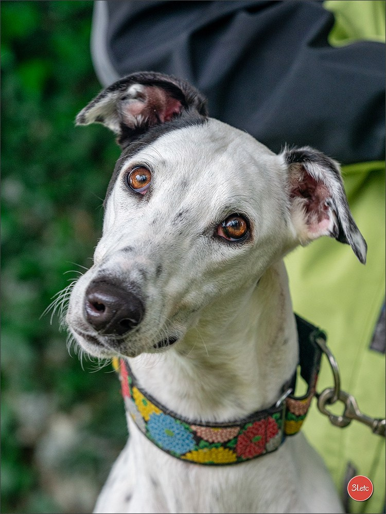 Expo canine Nancy  🇫🇷  25/05/2025. Photographe à Strasbourg | Portraits, Studio, Enfants, Événements