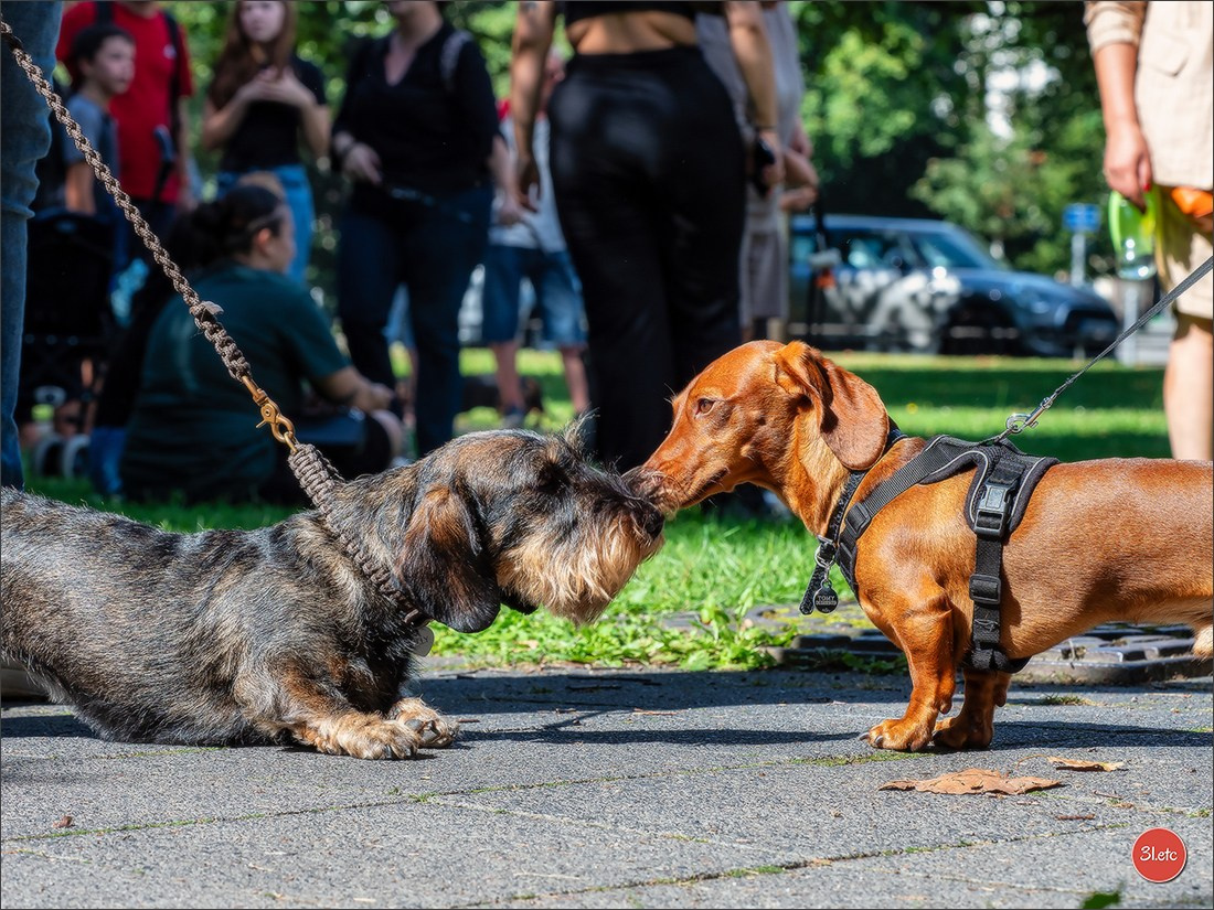 Teckels Parade Strasbourgeoise  Vous pouvez voir le galerie de photos. Photographe à Strasbourg | Portraits, Studio, Enfants, Événements