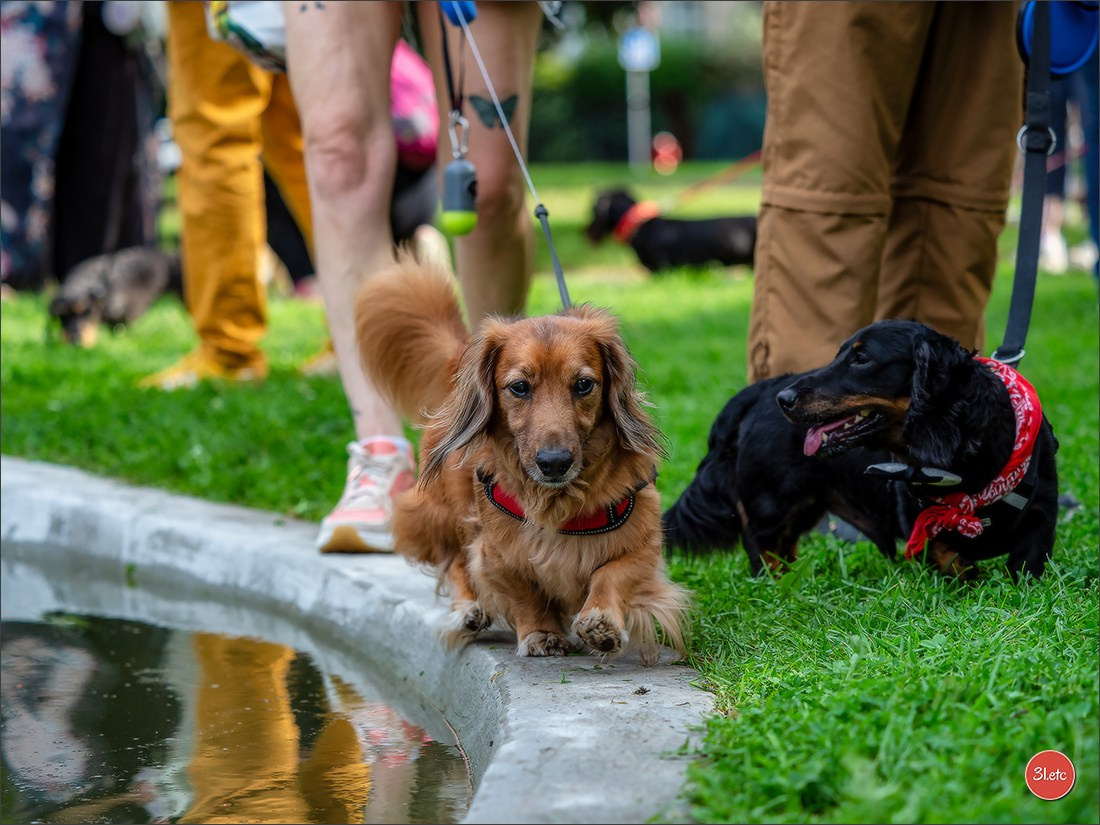Teckels Parade Strasbourgeoise  Vous pouvez voir le galerie de photos. Photographe à Strasbourg | Portraits, Studio, Enfants, Événements