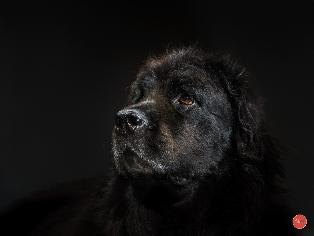 Photographie animalière. Photographe à Strasbourg | Portraits, Studio, Enfants, Événements