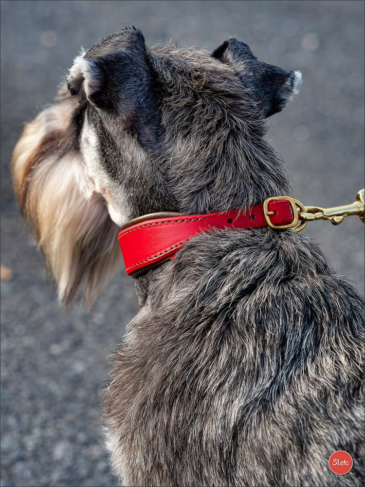 Expo canine 🇫🇷 Poitiers 18-19/10/2025. Photographe à Strasbourg | Portraits, Studio, Enfants, Événements