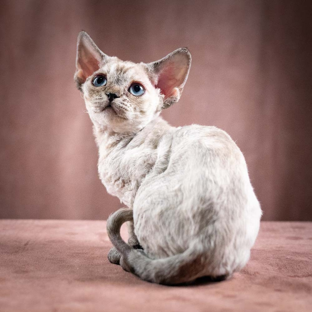 Quella,  girl, born 02.14.26. Devon Rex Pixie Cattery